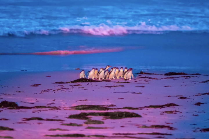 Little penguins on the beach with Bicheno Penguin Tours