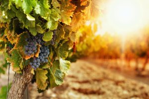 winery grapes in the afternoon sun