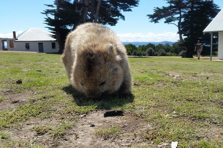 Wombat on Maria Island, Tasmania